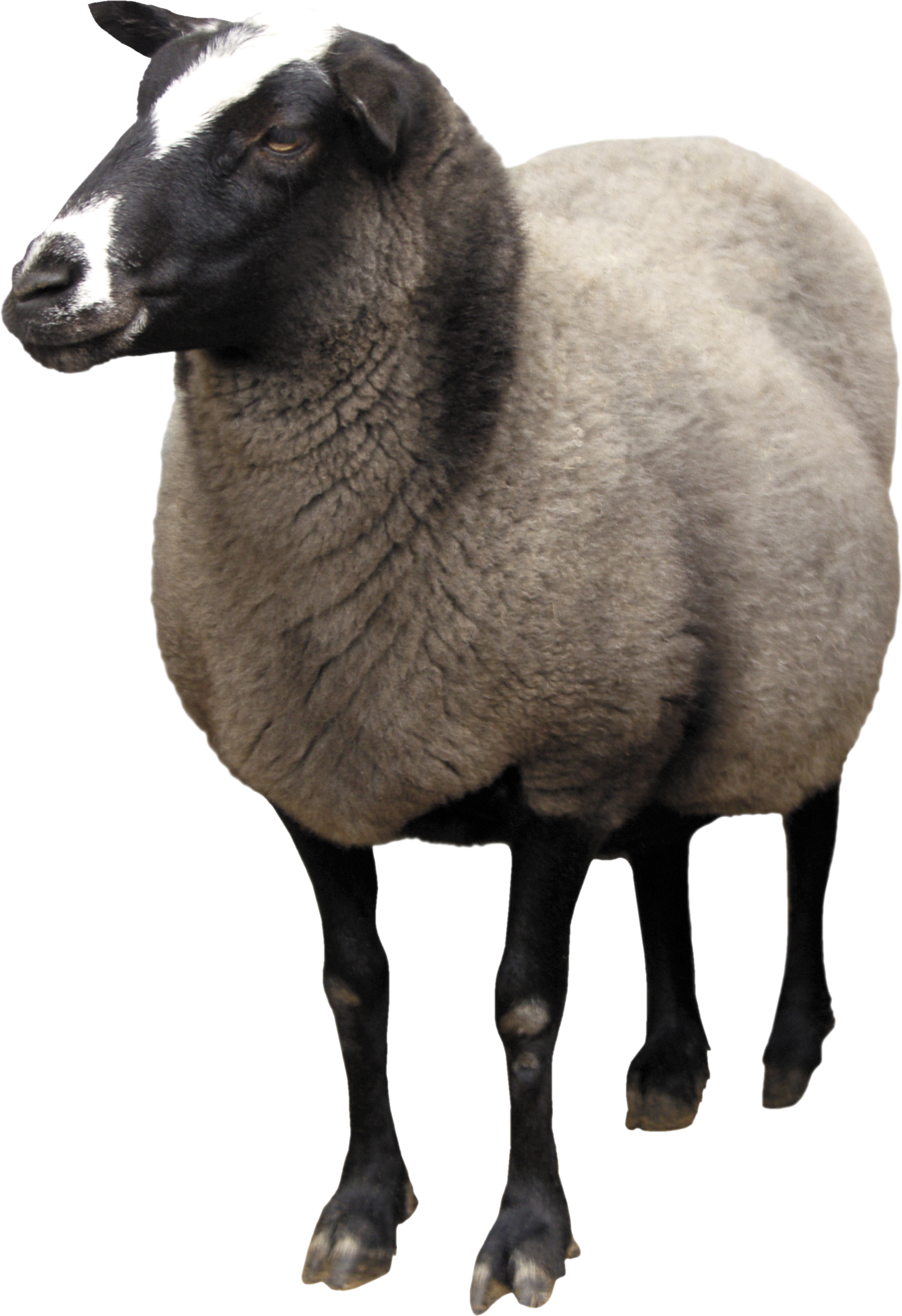 Sheep PNG Picture