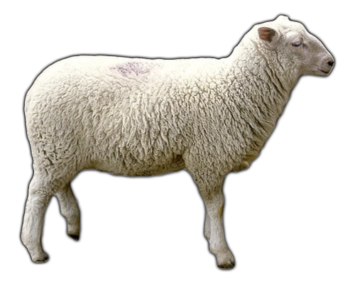 Овца Png