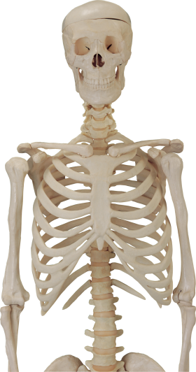 Skelettfreies PNG -Bild