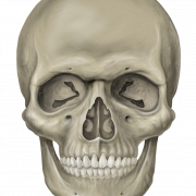 Skelet hoofd gratis downloaden PNG