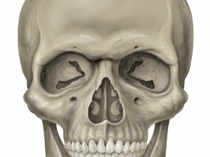 Skeleton Head Free Download PNG