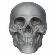 Skeleton head gratis gambar png