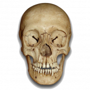 Fichier PNG de tête squelette