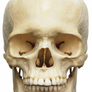 Скелетон голова PNG Изображение