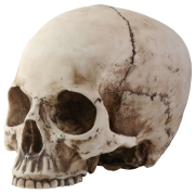 Immagine png testa di scheletro