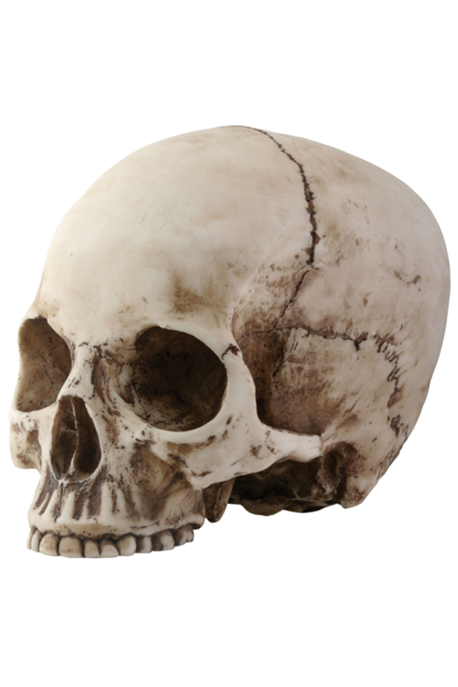Immagine png testa di scheletro