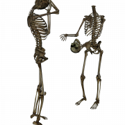 Esqueleto png