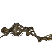 Esqueleto png clipart