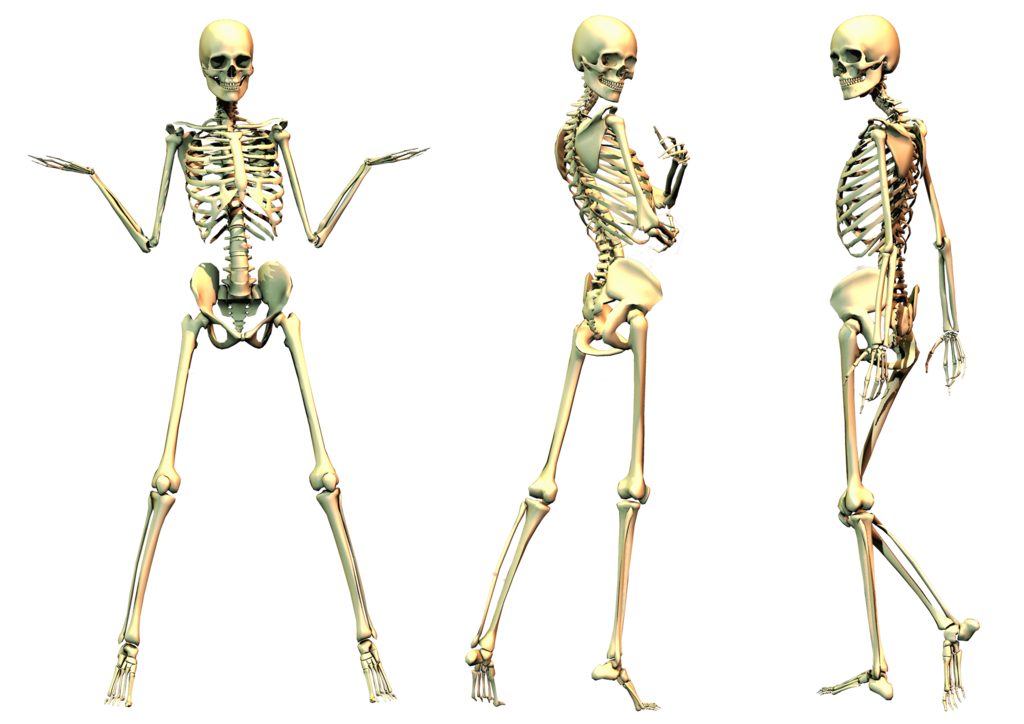 Skeleton PNG File