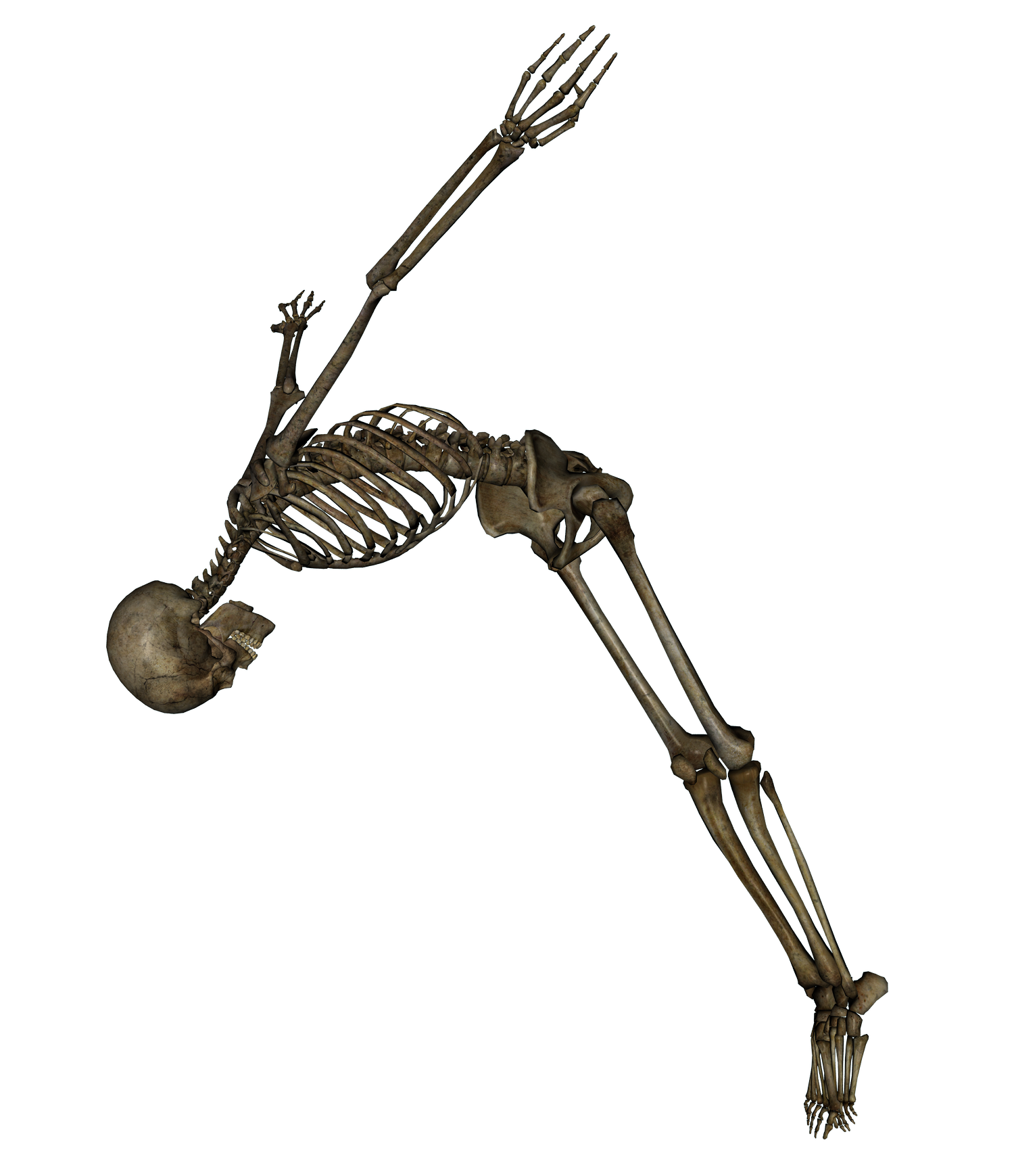 Immagine PNG scheletro