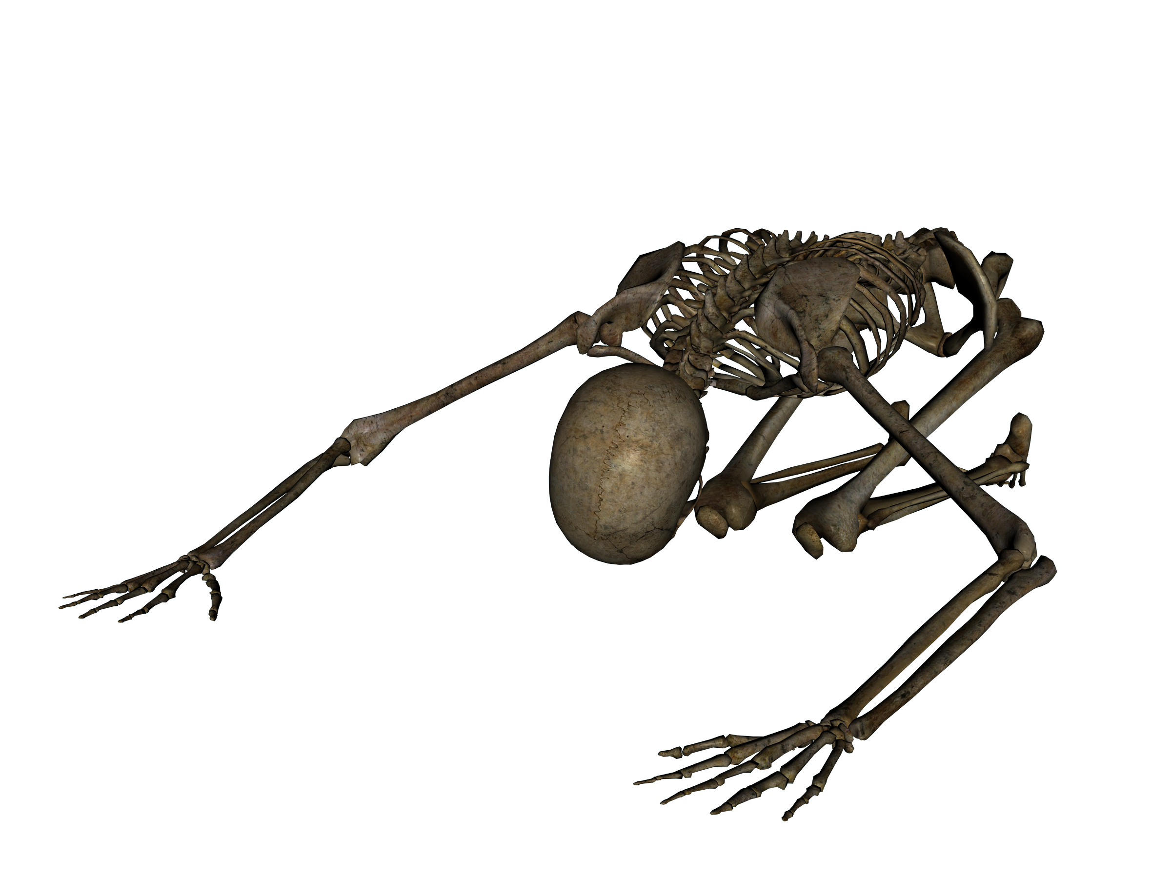 Esqueleto transparente