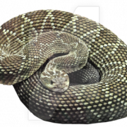 Immagine PNG senza serpente