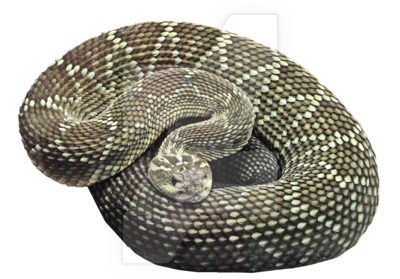 Snake Free PNG Image