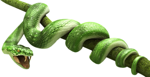 Snake High-Quality PNG