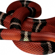 Snake PNG -файл