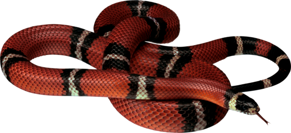Snake PNG File
