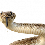 Images PNG de serpent
