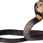 Змея PNG Pic