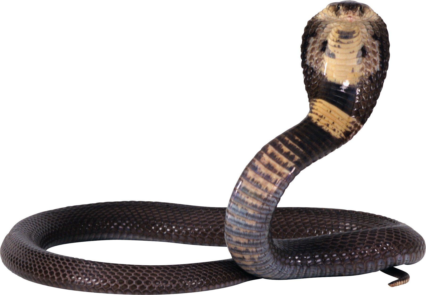 Snake PNG Pic