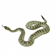 Змея PNG Picture