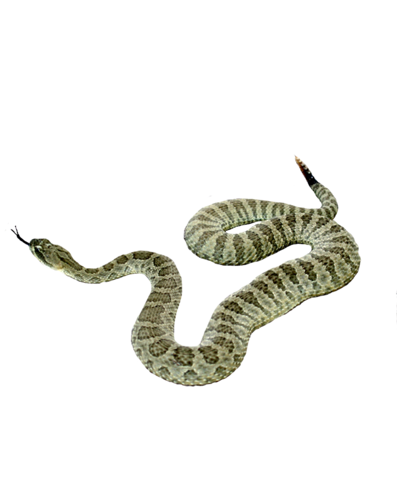 Imagen de serpiente png