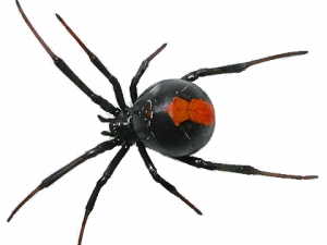 Spider Free Download PNG