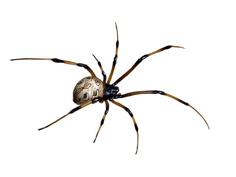 Spider PNG Clipart