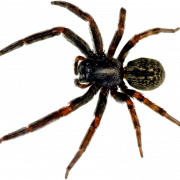 Spider PNG Picture