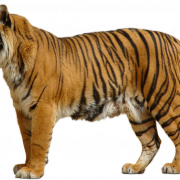 Tiger kostenloser Download PNG