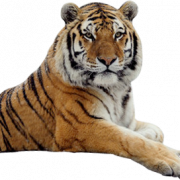 Tiger Free PNG Image