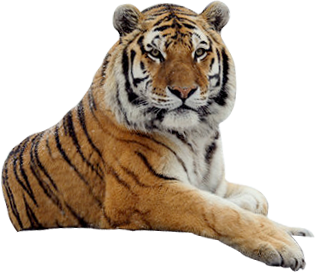 Immagine PNG senza tigre