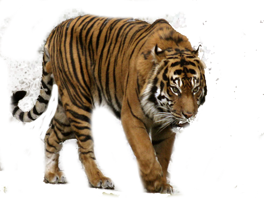 Tiger PNG Clipart