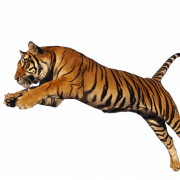 Tiger PNG HD