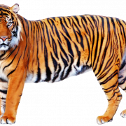 Tiger PNG Image