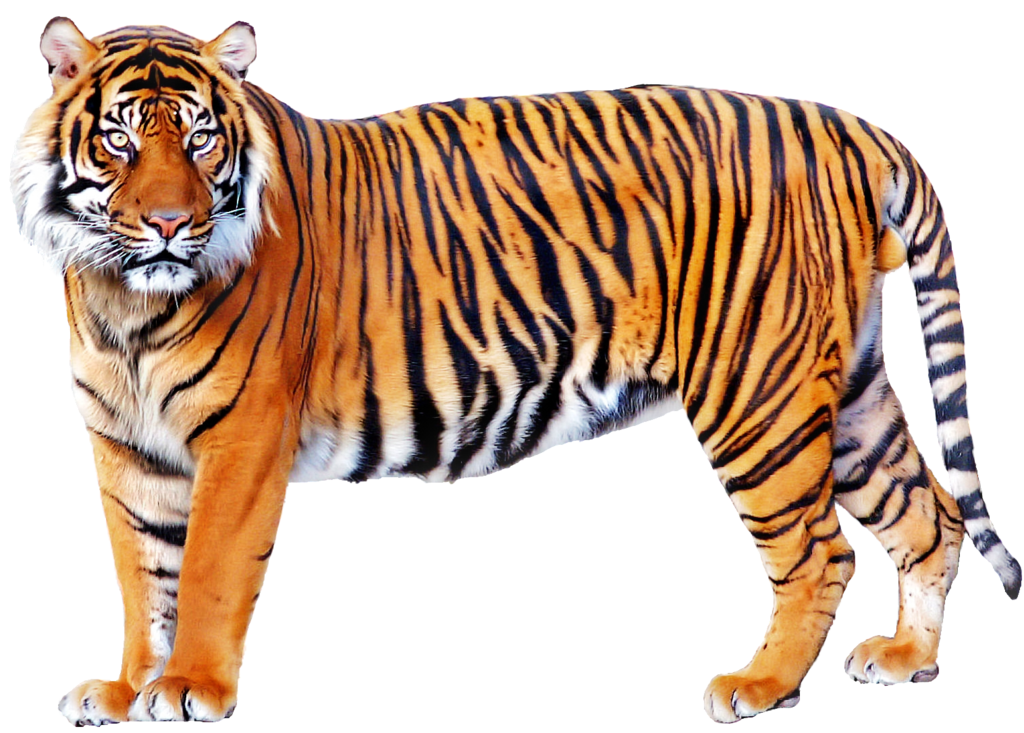 Tiger PNG Bild