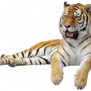 Tiger PNG Picture