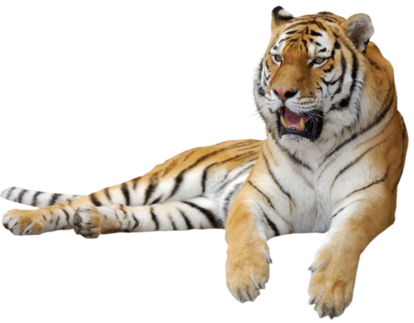 Tiger PNG Picture