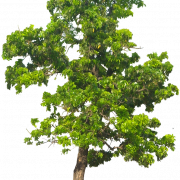 Tree Background PNG Imahe