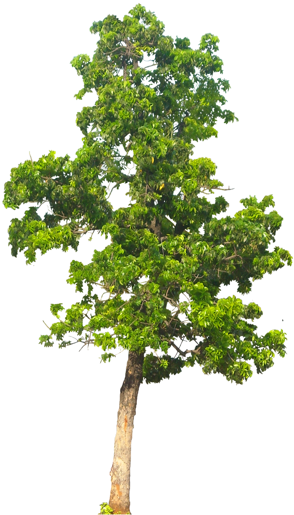 Tree Background PNG Image