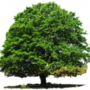 Tree Download Free PNG