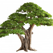 Tree Free PNG Image