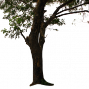 Tree PNG Background