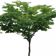Tree PNG File