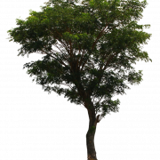 Tree PNG File Download Free