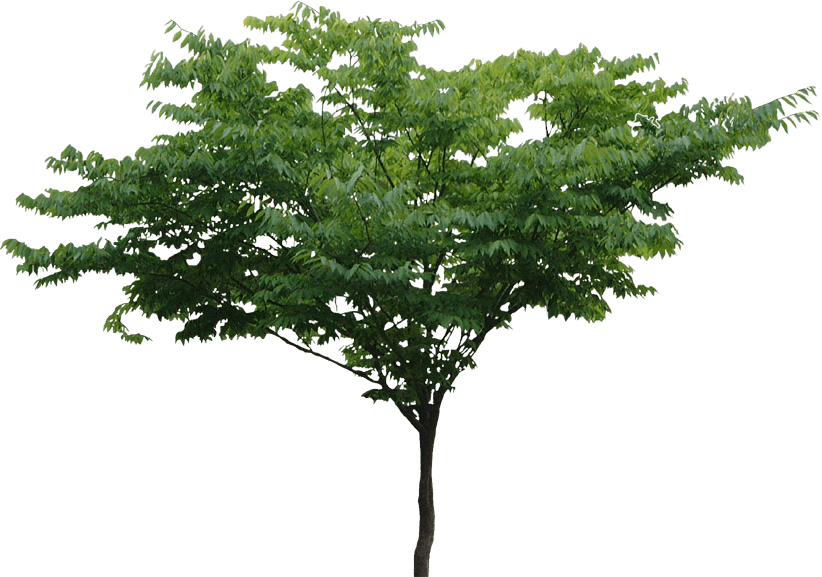 Tree PNG File