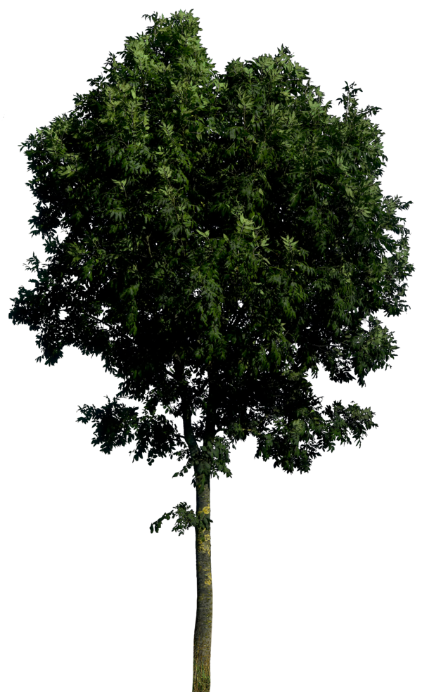 Tree PNG Image HD