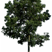 Tree PNG Photo Image