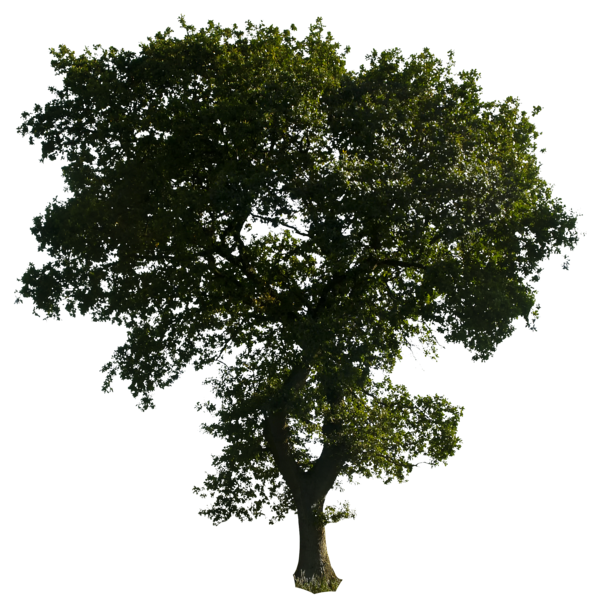 Tree PNG Photo