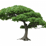 Tree PNG Picture