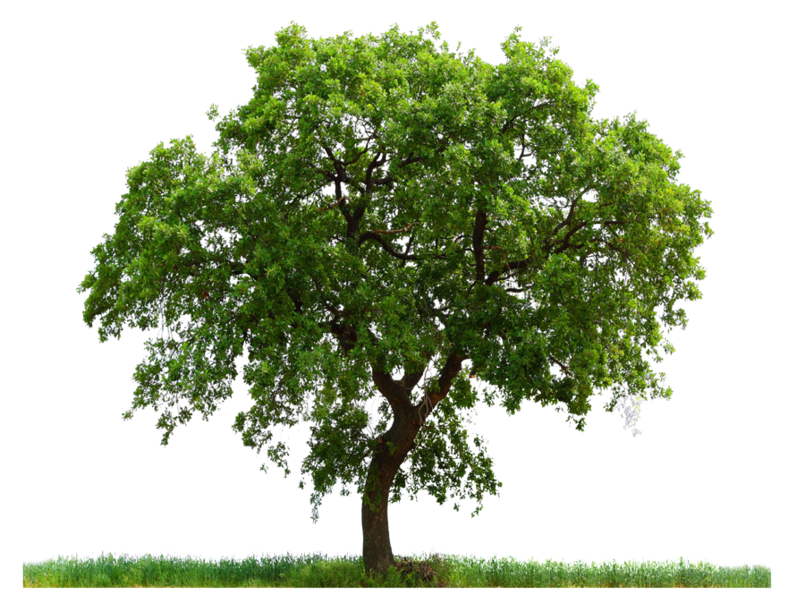Tree Transparent Free PNG